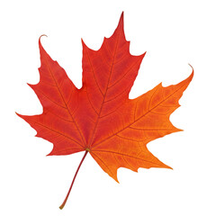 Fototapeta premium Autumn maple leaf red orange fall foliage isolated on transparent background