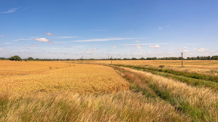 A landscape of barley fields with trees and a blue sky.