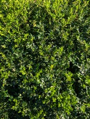 green shrub leaves