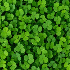 Close-up of many tiny clover leaves
