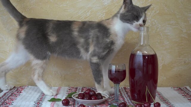 cat sniffing a glass of wine, cat taster walks around the table sniffing cherries and a bottle of wine