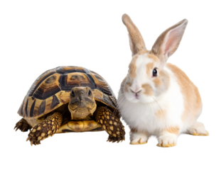 Tortoise and rabbit sitting side by side, adorable animal duo showcasing the contrast between shelled and furry wildlife.