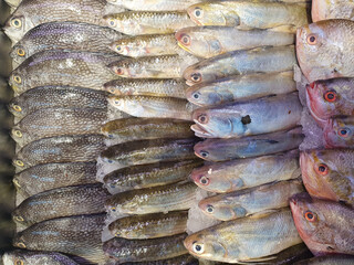 Various kinds of fresh fish are displayed on ice at the fish market