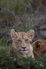 Lionceau avec un regard profond dans la savane sud-africaine