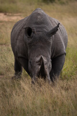 Obraz premium Rhinocéros noir dans la savane sud-africaine
