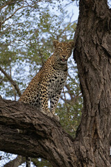 Leopard perché dans un arbre en Afrique du Sud