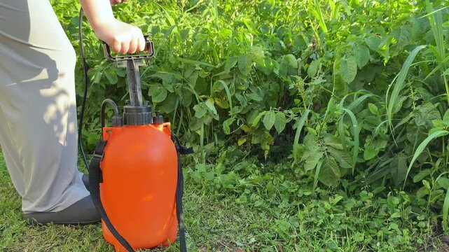 treatment of potato plants from pests, wireworm and Colorado potato beetle, crop protection with a high-pressure sprayer, a close-up sprayer. Use chemicals in agriculture. Crop processing