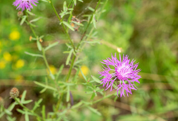Close-up of common cornflower flower: key plant for latvian honey production