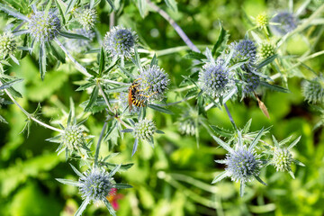 Honey plants of Latvia - Eryngium flowers, close-up of flowers