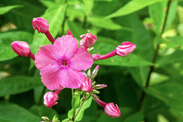 Obraz premium Close-up of vibrant phlox flower in honey plants of latvia during blooming season