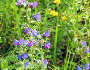 In Honey plants of Latvia - flower of common eruption