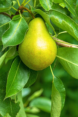 Ripening pear hidden among lush green leaves in a natural setting