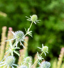 Honey plants of Latvia - Eryngium flowers, close-up of flowers and nectar-feeding insects