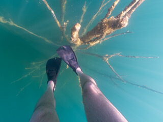 First-person view: a swimmer in fins explores mysterious sunken trees in a clear lake with turquoise water on a sunny day. © Dmitri