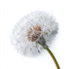 Fototapeta premium A delicate white dandelion seed head, ready to scatter, isolated on a pure white background. Wish, light, nature is cycle.