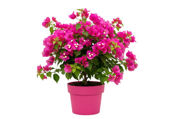 Vibrant pink bougainvillea plant in a pink pot isolated on transparent background