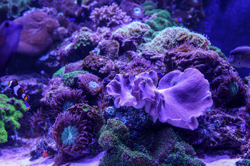 Vibrant coral reef with purple soft corals, sea anemones, and colorful tropical fish in a saltwater...