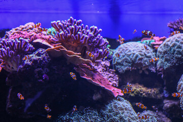Colorful saltwater aquarium with clownfish swimming around vibrant coral reef structures under blue lighting
