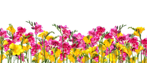 Many beautiful freesia flowers on white background. Banner design