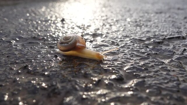Nature Wildlife Snail shell Crawling closeup video after rain