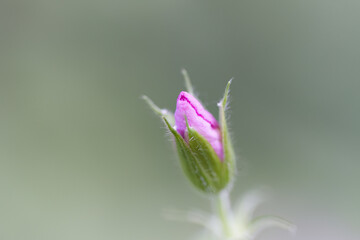pink flower of the Geranium sanguineum opens slowly, Close-up pink cranesbill bud, pink petals of the cranesbill still closed, spring flowers in still closed, green background