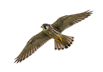 Peregrine falcon in flight isolated on transparent background