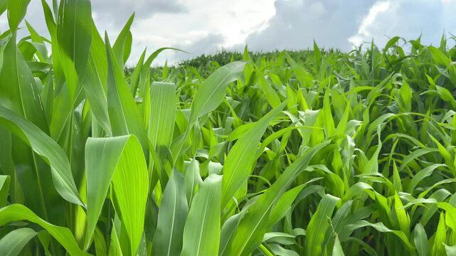A flowering cornfield and a clear cloudy sky, a cornfield in a beautiful rural area when pollinated by the wind (anemophily). The atmosphere is serene with the leaves swaying in the breeze.
