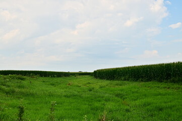 Terraced Land in a Corn Field
