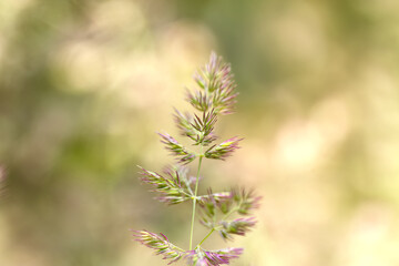 Close-up of blade of grass, light brown background, light spheres, beautiful bokeh, blade of Calamagrostis epigejos, radiant background with light spheres, field, meadow