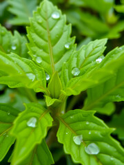 Obraz premium Close up of lush vibrant green Pogostemon cablin patchouli plant leaves wet from rain or dew, a medicinal plant used in aromatherapy.
