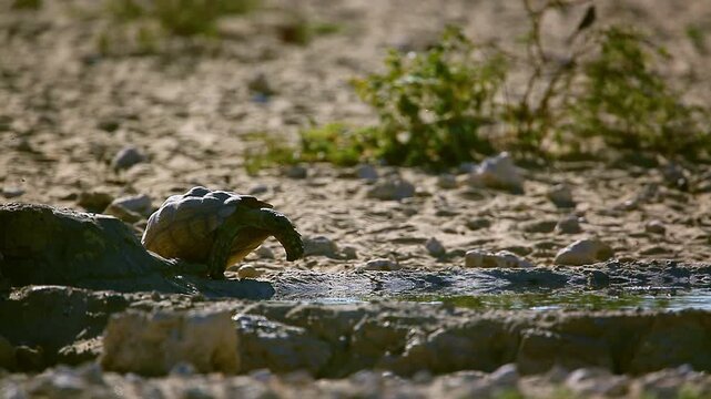 Leopard tortoise drinking in waterhole backlit walking front view in Kgalagadi transfrontier park, South Africa ; Specie Stigmochelys pardalis family of Testudinidae