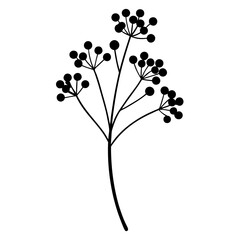 Gypsophila flower plant vector in flat botanical design
