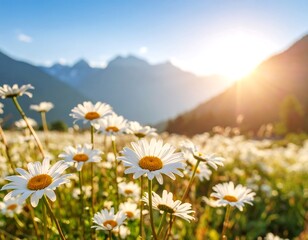A field of daisies in a sunlit mountain meadow