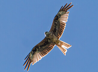 A Majestic Hawk is Soaring Gracefully and Elegantly in the Clear Blue Sky Above Us Today