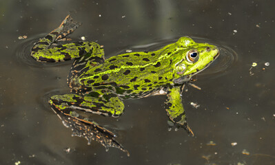 A Green Frog sitting gracefully in Pond Water, displaying its vibrant colors and agility