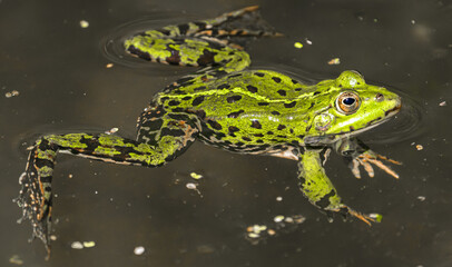 Obraz premium A Green Frog sitting gracefully in Pond Water, displaying its vibrant colors and agility