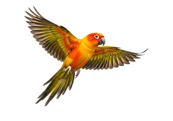 Sun conure parrot flying with wings spread isolated on transparent background
