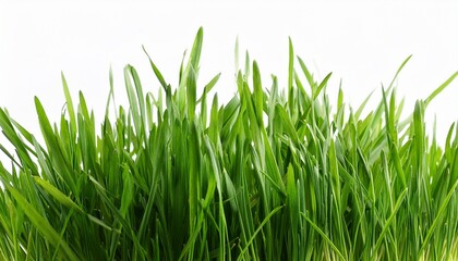 Fototapeta premium green grass isolated on white