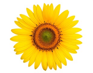 A vibrant sunflower, centered against white