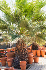 Palm trees surrounded by stacked terracotta pots