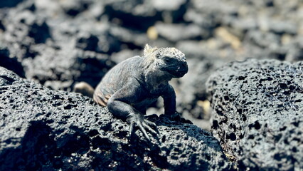 Marine Iguana Sitting on Lava Rock, Frontal View, Galapagos Islands