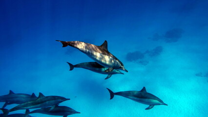 Dolphins. Spinner dolphin. Stenella longirostris is a small dolphin that lives in tropical coastal waters around the world. 
