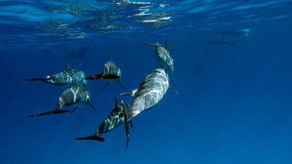 Dolphins. Spinner dolphin. Stenella longirostris is a small dolphin that lives in tropical coastal waters around the world. 

