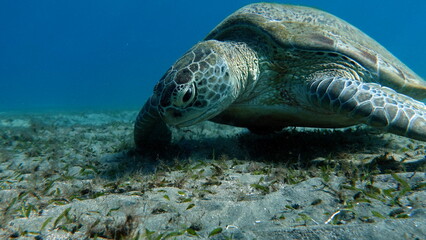 Big Green turtle , Green turtles are the largest of all sea turtles. A typical adult is 3 to 4 feet long and weighs between 300 and 350 pounds.
