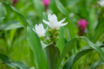 lily of the valley