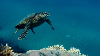 Hawksbill sea turtle (CR species) Hawksbill Turtle - Eretmochelys imbricata.