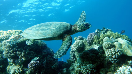 Hawksbill sea turtle (CR species) Hawksbill Turtle - Eretmochelys imbricata.
