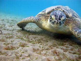 Big Green turtle , Green turtles are the largest of all sea turtles. A typical adult is 3 to 4 feet long and weighs between 300 and 350 pounds.
