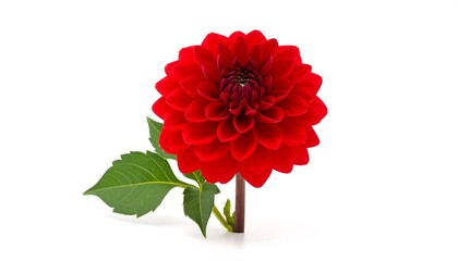 Close-up of a vibrant red dahlia