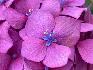 Makro Hortensienbl&uuml;te rosa zauberhaft